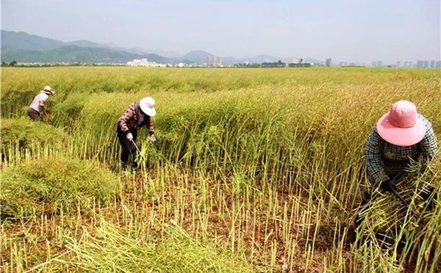 農(nóng)村的秸稈稻草，棉花桿，廢舊木材花生殼，都是農(nóng)業(yè)垃圾，在過去這些東西沒有人稀罕，到處亂扔，影響了農(nóng)村的面貌