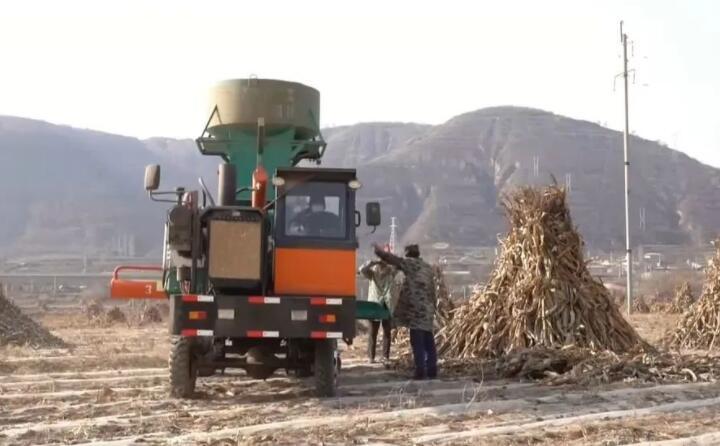 近日，走進(jìn)曲子鎮(zhèn)孟家寨村，工人們正駕駛農(nóng)機(jī)將秸稈打包回收，袁歲寶跟在機(jī)器后面細(xì)細(xì)數(shù)著自家玉米地剛剛打包完成的草包。